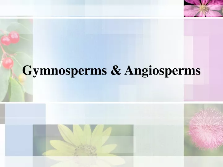 gymnosperms angiosperms