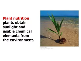 Plant nutrition  plants obtain sunlight and usable chemical elements from the environment.