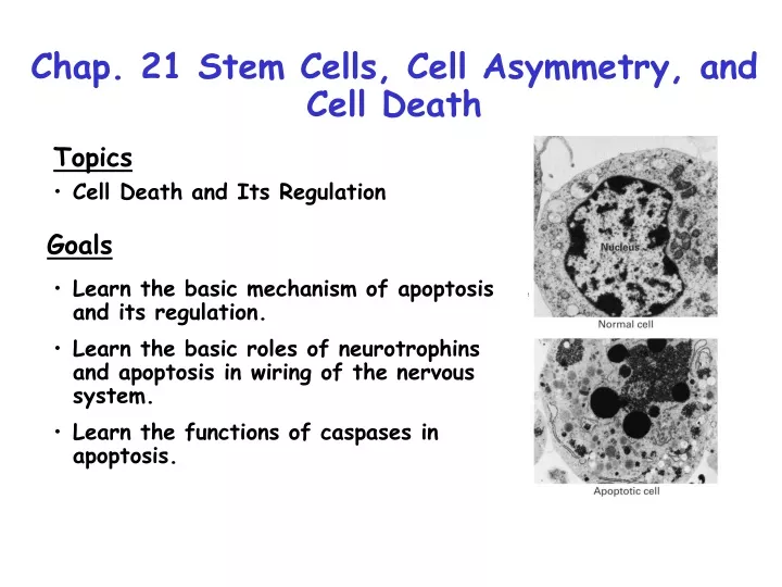 chap 21 stem cells cell asymmetry and cell death