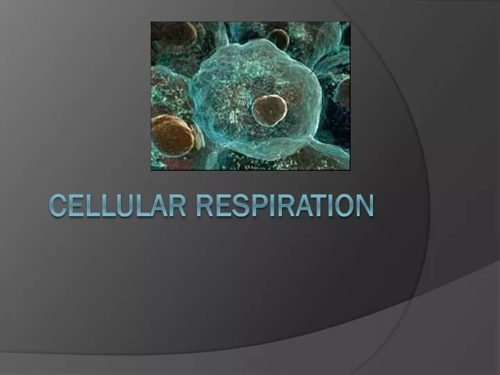 cellular respiration