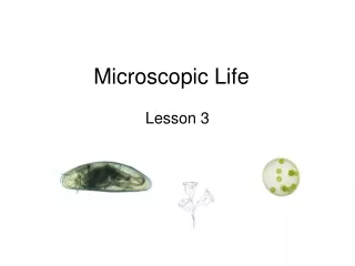 Microscopic Life