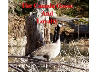 The Canada Goose And Loyalty