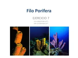 Filo Porifera