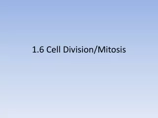 1.6 Cell Division/Mitosis