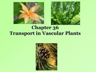 Chapter 36  Transport in Vascular Plants