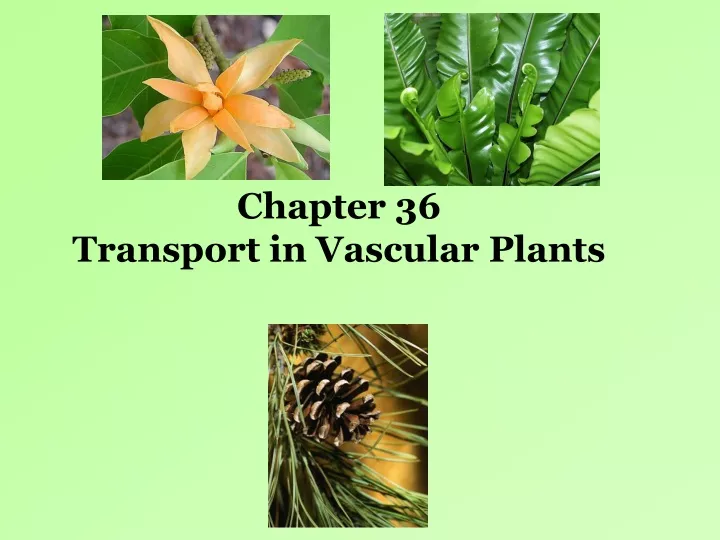 chapter 36 transport in vascular plants