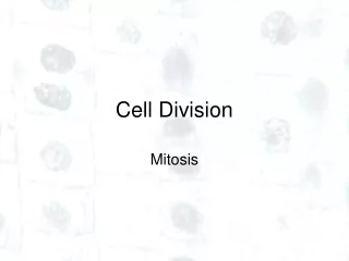 Cell Division