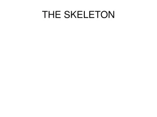 THE SKELETON