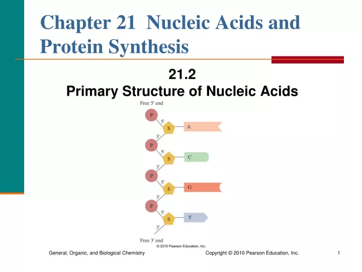 chapter 21 nucleic acids and protein synthesis