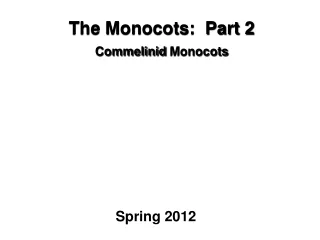 The Monocots:  Part 2 Commelinid  Monocots