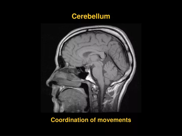 cerebellum