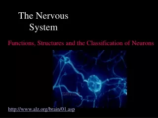 The Nervous System