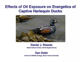 Effects of Oil Exposure on Energetics of Captive Harlequin Ducks