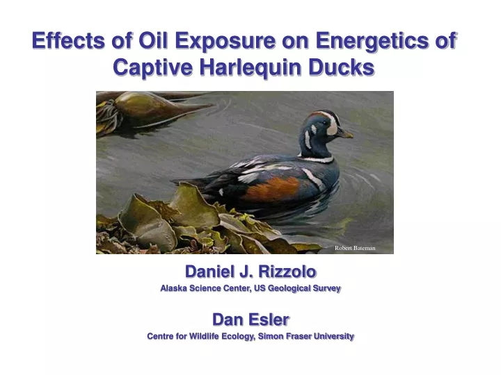 effects of oil exposure on energetics of captive