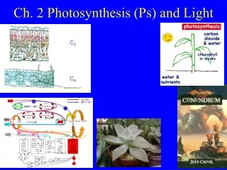 Ch. 2 Photosynthesis (Ps) and Light
