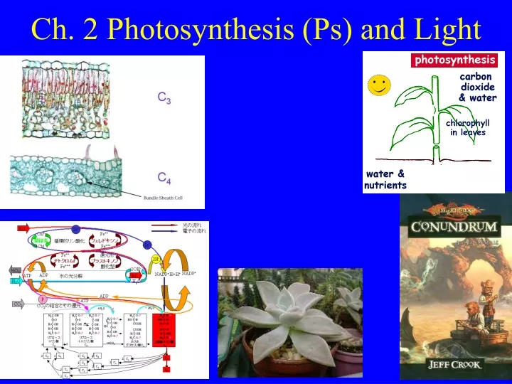 ch 2 photosynthesis ps and light