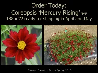 Order Today: Coreopsis ‘Mercury Rising’  PPAF 188 x 72 ready for shipping in April and May