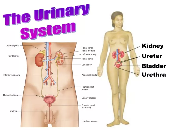 urinary system