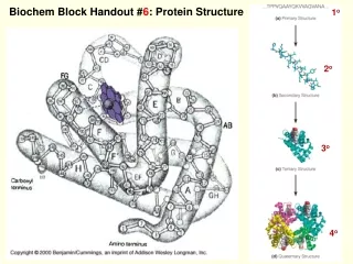 Biochem Block Handout # 6 : Protein Structure