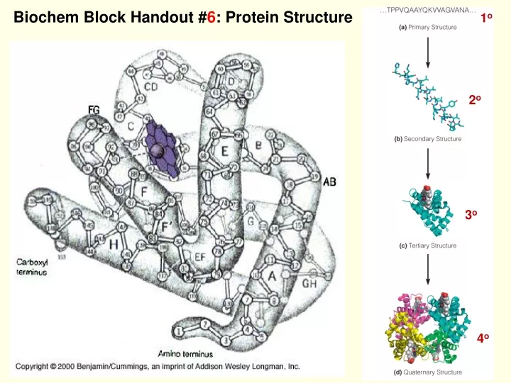 biochem block handout 6 protein structure