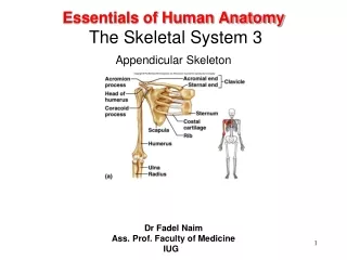 Essentials of Human Anatomy The Skeletal System 3 Appendicular Skeleton