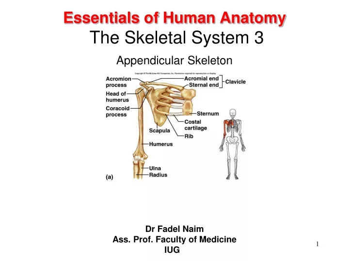 essentials of human anatomy the skeletal system 3 appendicular skeleton