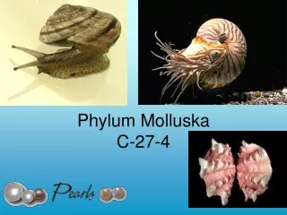 Phylum Molluska C-27-4
