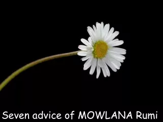 Seven advice of M OW LANA  Rumi