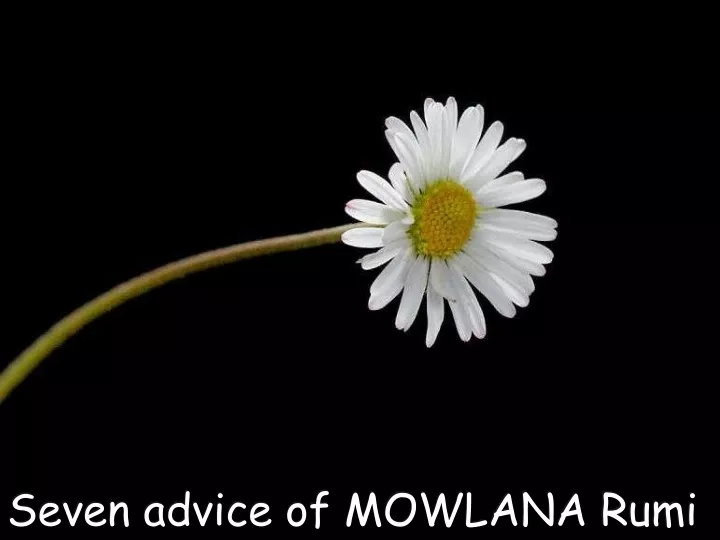seven advice of m ow lana rumi