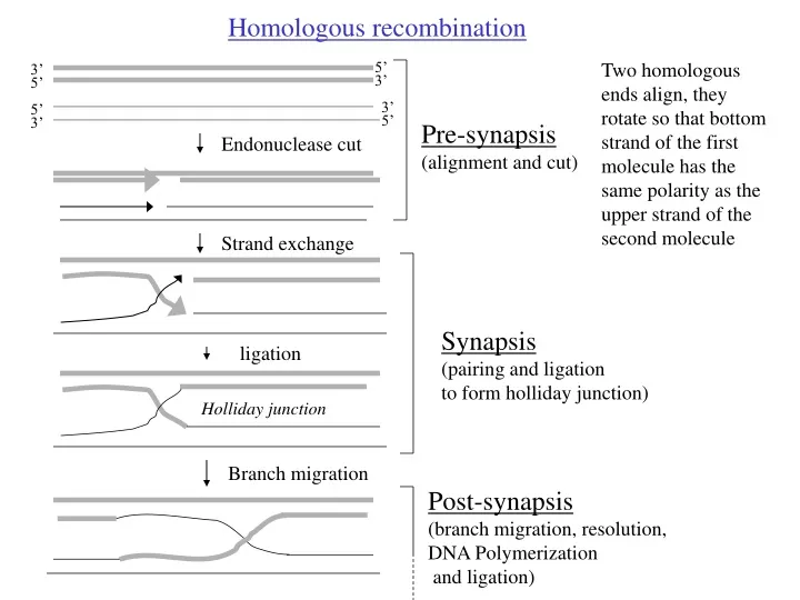 homologous recombination