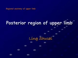Posterior region of upper limb