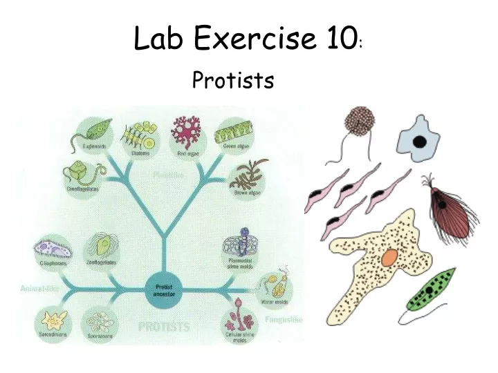 lab exercise 10