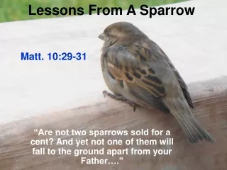 Lessons From A Sparrow