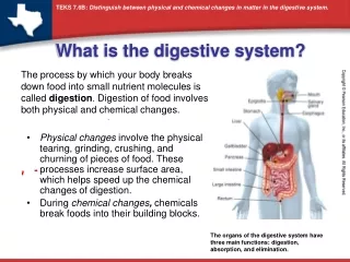 What is the digestive system?