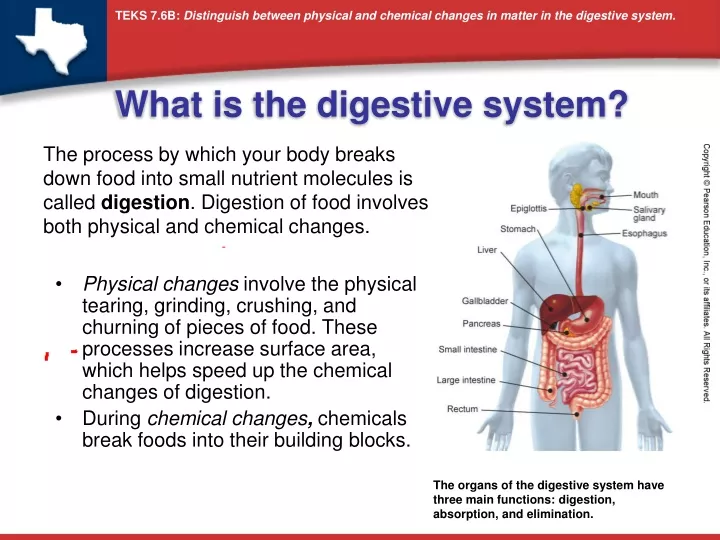 what is the digestive system