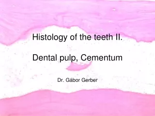 Histology of the teeth II. Dental pulp, Cementum