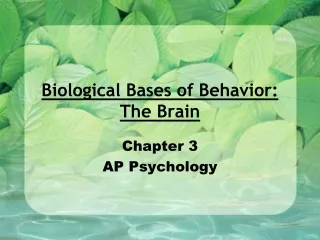 Biological Bases of Behavior:  The Brain