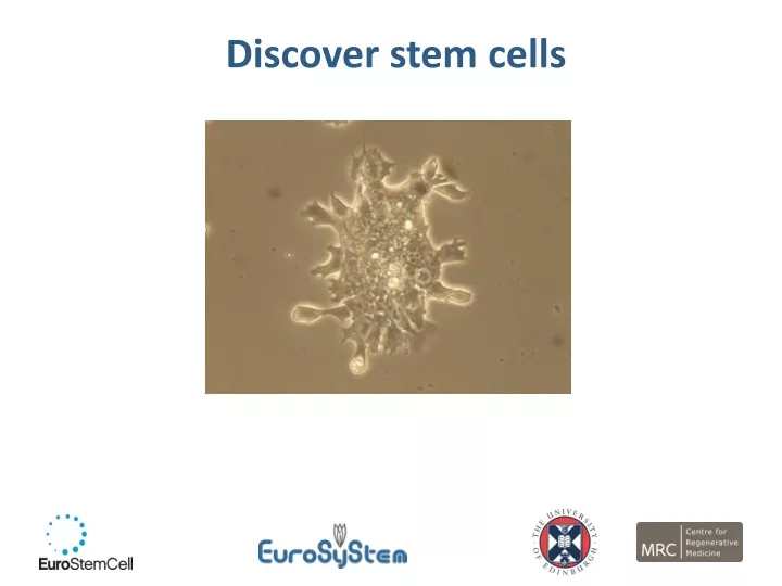 discover stem cells