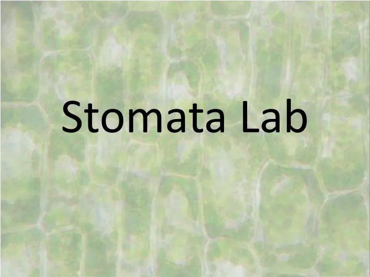 stomata lab