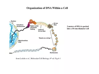 Organization of DNA Within a Cell