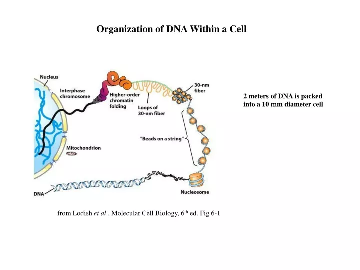 organization of dna within a cell