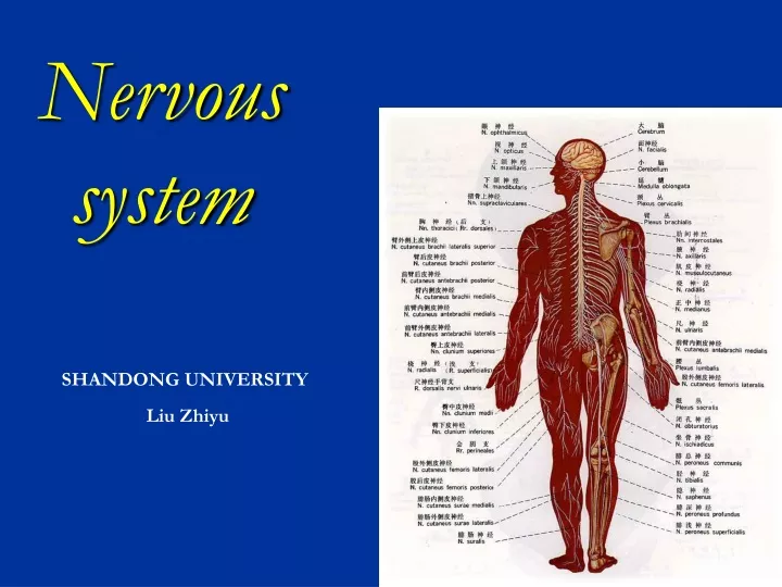 nervous system shandong university liu zhiyu