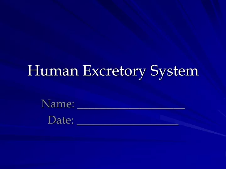 human excretory system