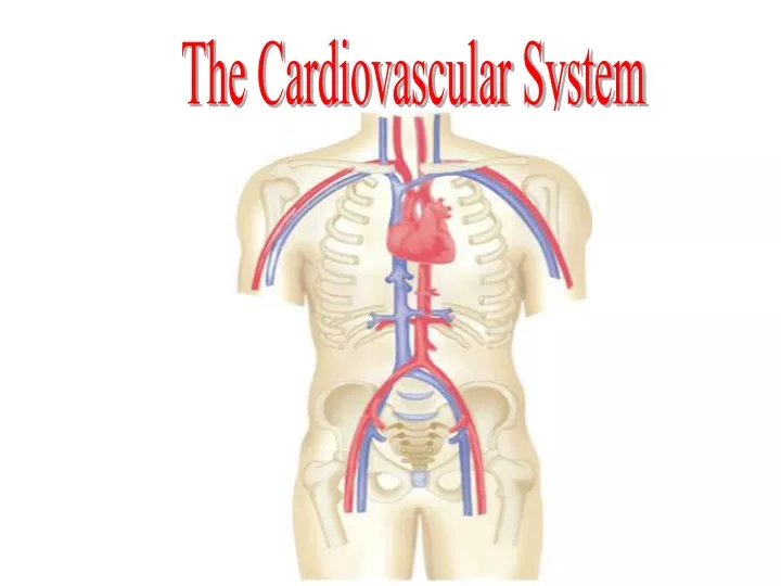 cardiovascular system