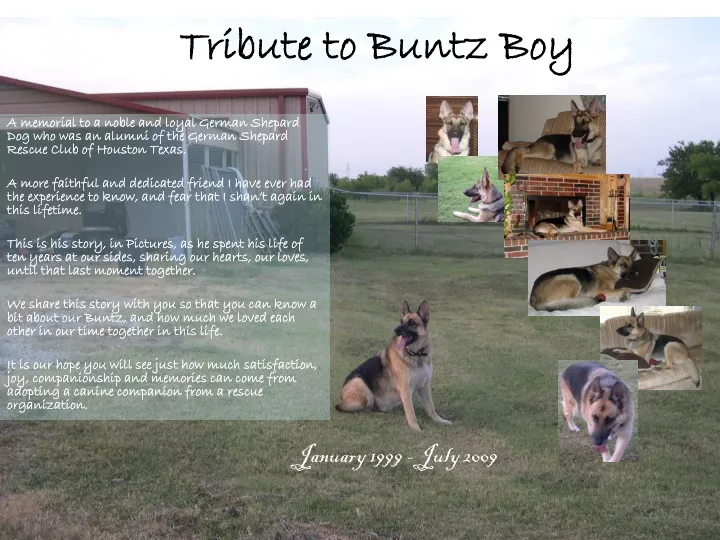 tribute to buntz boy