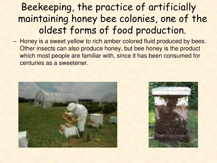 beekeeping the practice of artificially
