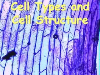 Cell Types and  Cell Structure