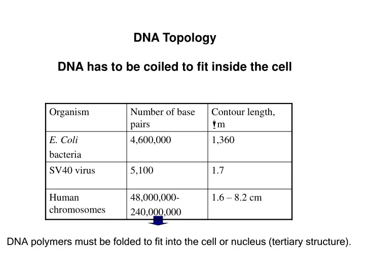 dna topology dna has to be coiled to fit inside the cell