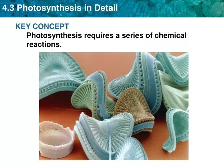 key concept photosynthesis requires a series