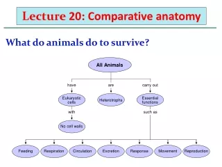 Lecture  20 :  Comparative anatomy